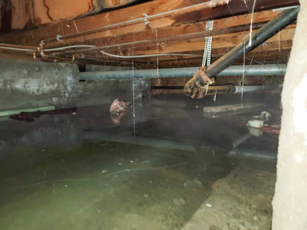 Best Water damage contractors near me  in Roanoke, IN