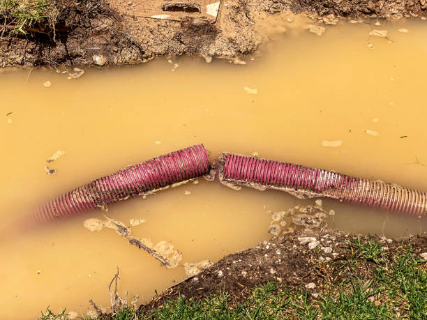 Best Water damage restoration mold remediation  in Roanoke, IN